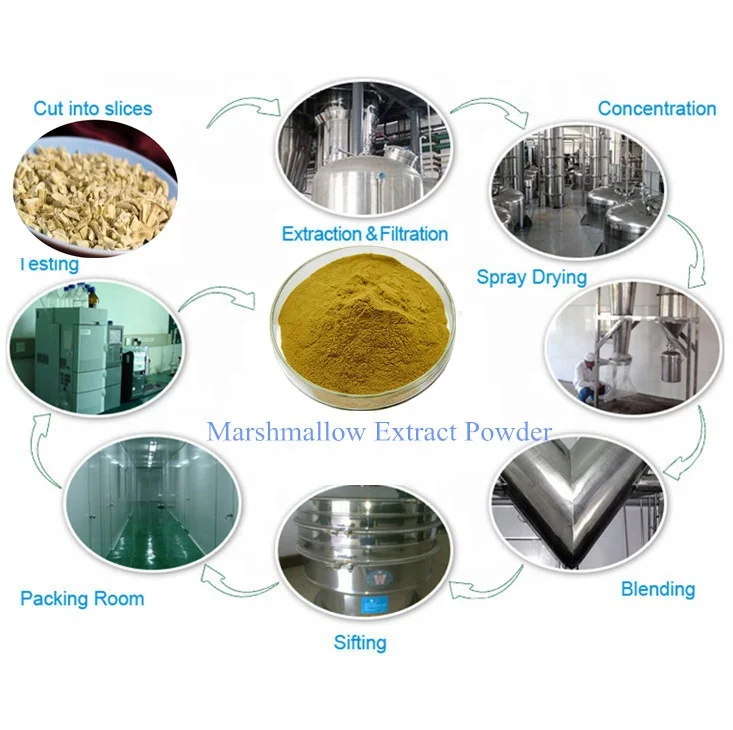 Natural Health Ingredient 10:1 20:1 Marshmallow Root Extract Powder