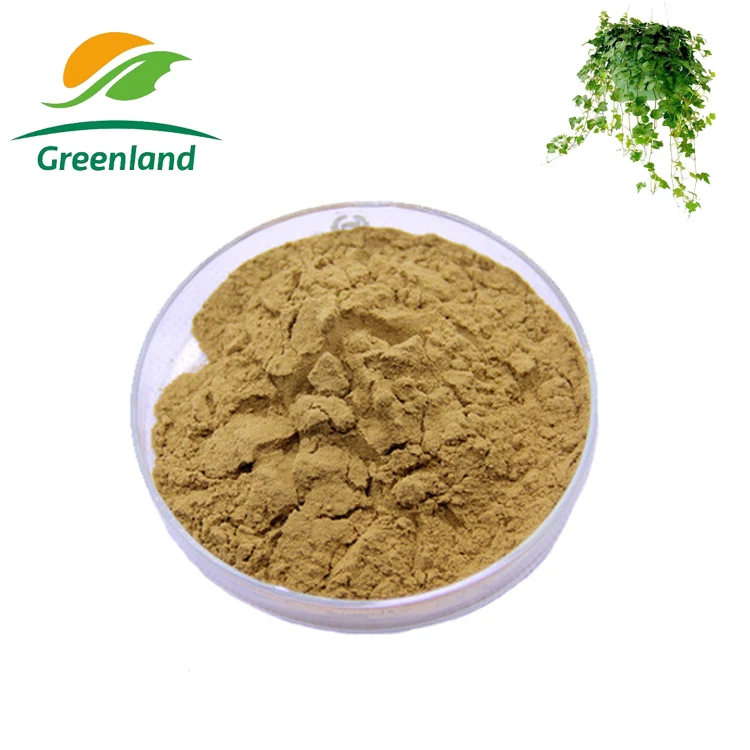 Top Grade Hedera Helix Extract 10% Dried Ivy Leaf Extract With Cheap Price