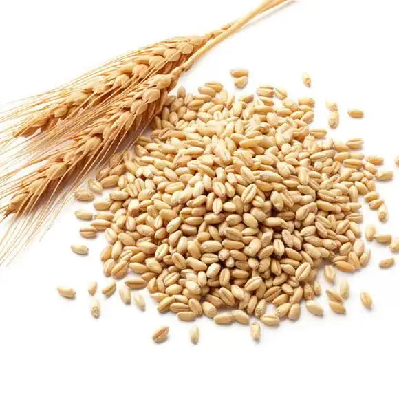 High Quality Wheat With a lot of useful elements  Wheat Grain