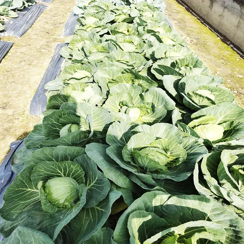 
Asian high-yield hybrid cabbage seeds from China vegetable seeds 