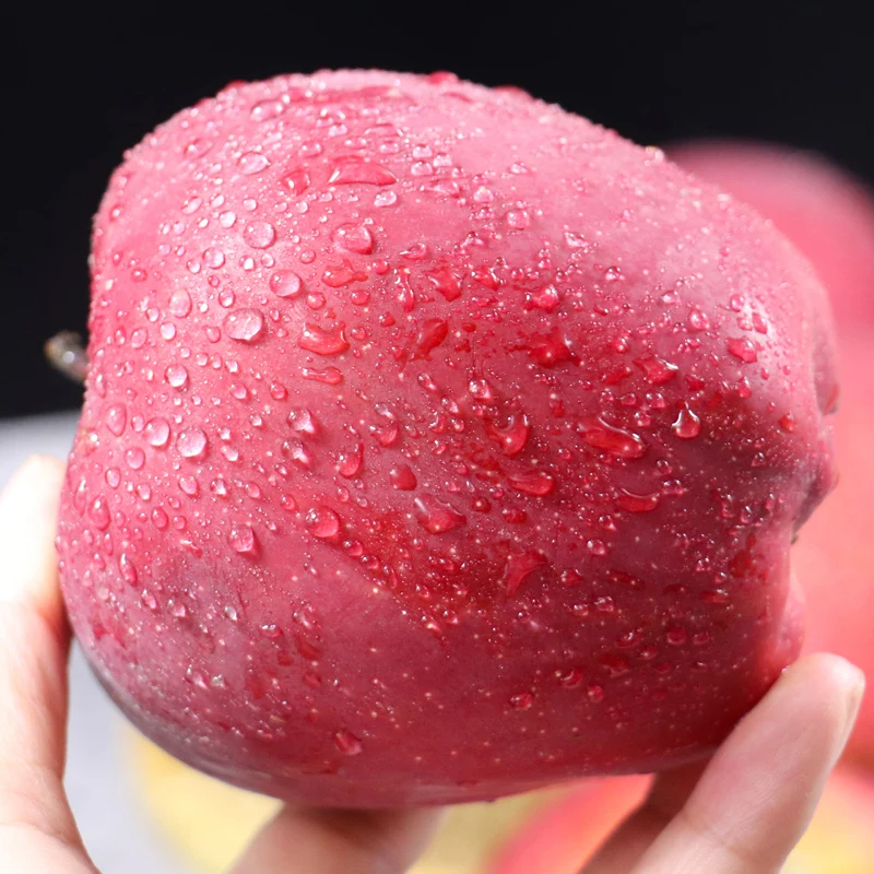 New crop of fresh red fuji apple fruitr apples fresh sugar apple price for wholesale from China