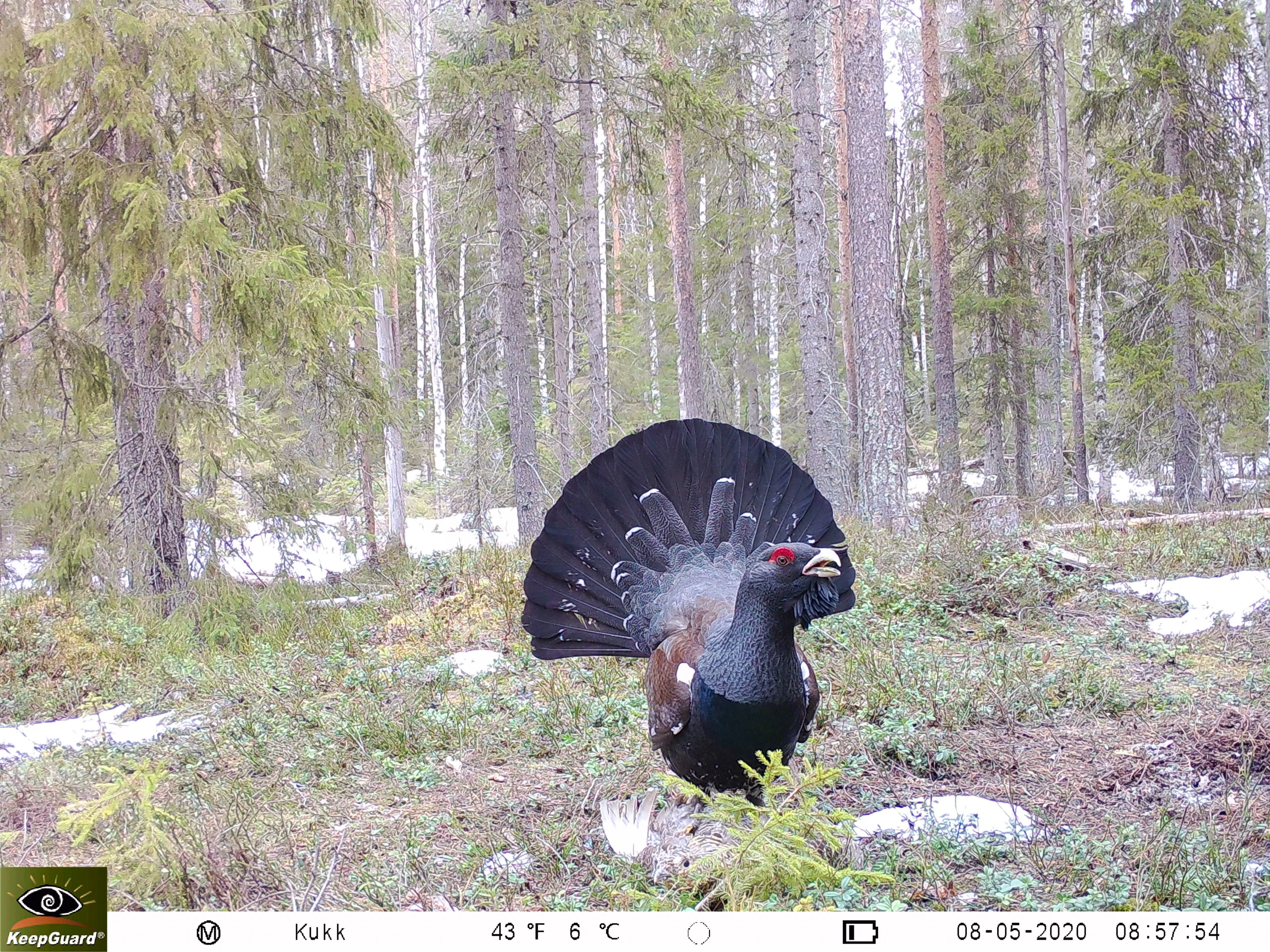 4G Gsm SMTP email FTP Sim Card Wild Hunting Game Camera Waterproof Scouting Trail Hunting Camera