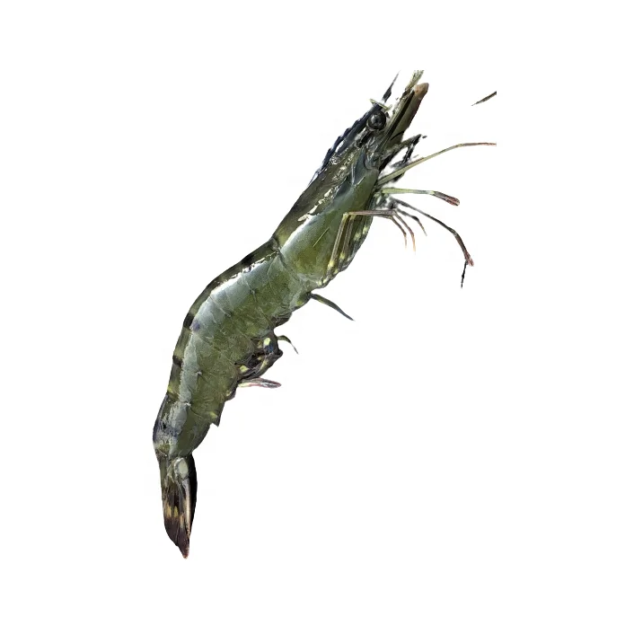 Black Tiger Shrimps Fresh Head On Shell On Net Weight Net Count Custom Packing Best Quality Size 8/12 to 71/90 per Kg