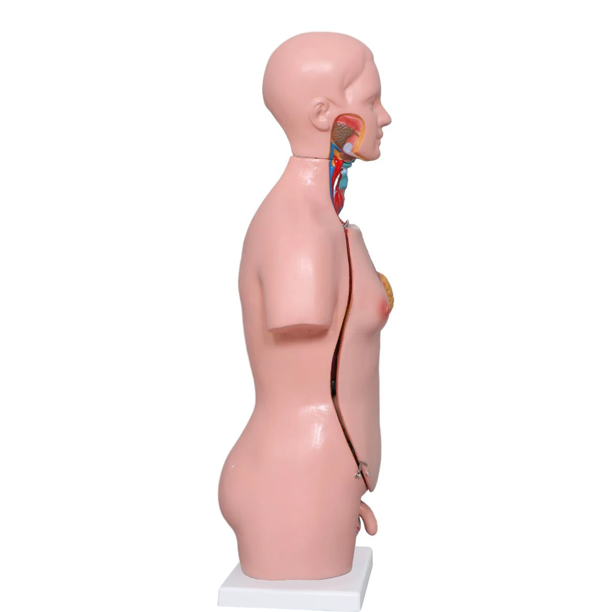 Factory  Human Torso Anatomy Model medical anatomical model medical science  Mannequin Medical Science 42CM Torso 23Parts Torso