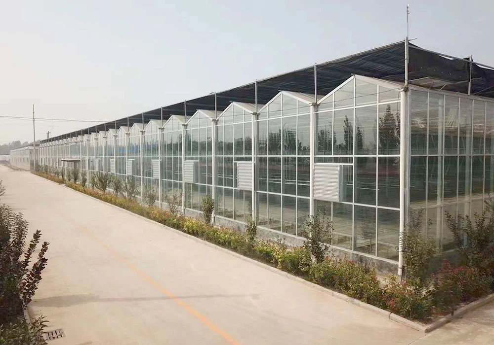 Chinese Agricultural Greenhouse Multi-Span Garden Glass Greenhouse