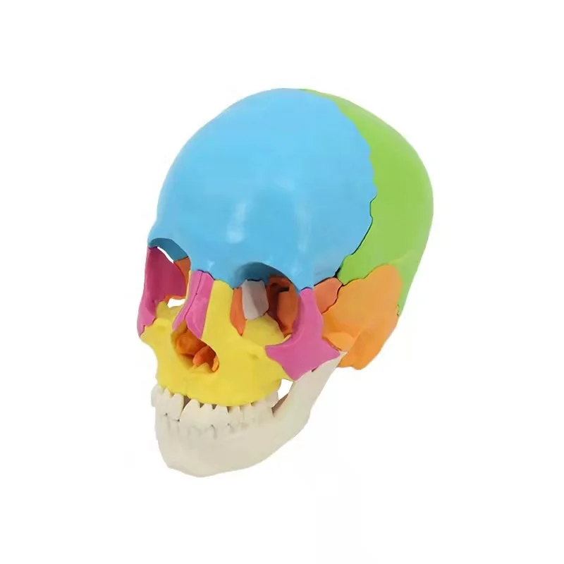 Medical Human Anatomical Model Anatomy Color Distributing 22 Parts Human Skull Model