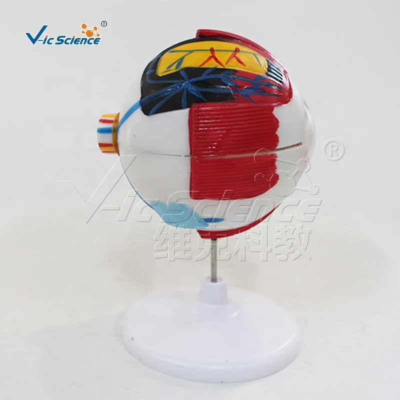 Anatomical Model of Eyeball Anatomy Model Medical Model for Teaching Human Anatomy Science