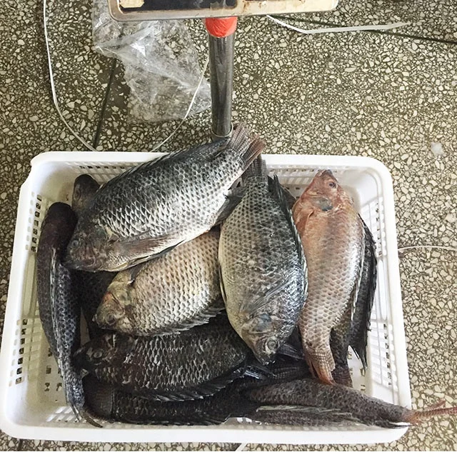 hot selling cheap 90% N.W. frozen tilapia wholesale price 100-200g 200-300g frozen tilapia fish