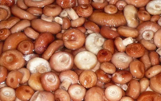 Eco-Friendly Coral Milk Caps Weight on Agreement (Lactarius torminosus) Mushrooms Grown in Clear and Wild Forests