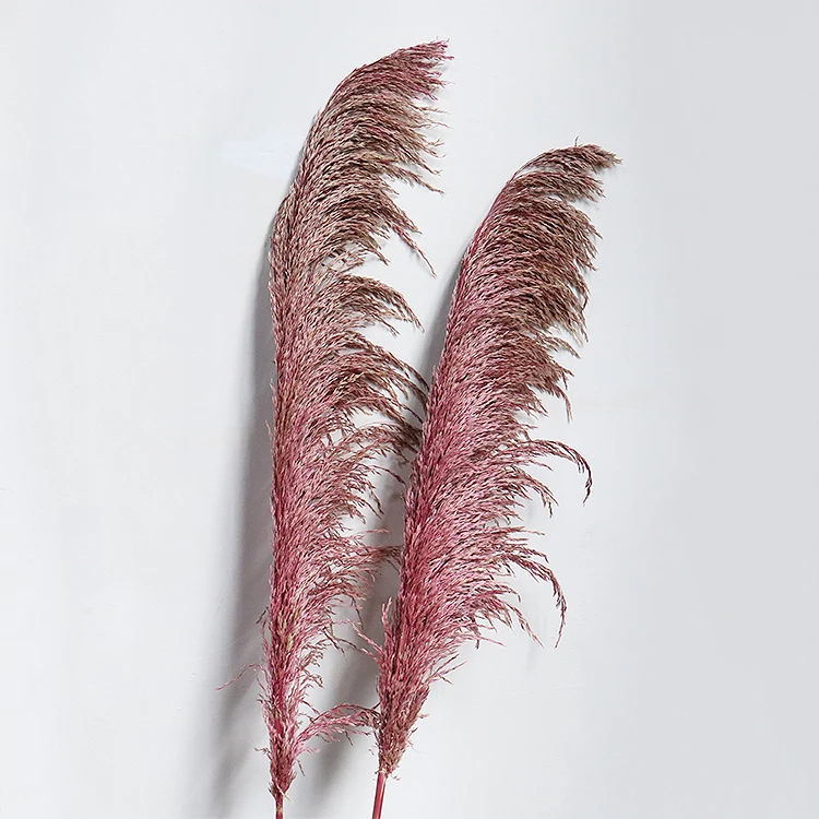 GH-47 Amazon source manufacturers cheap wholesale natural dried flowers hardcore reeds wedding decorations decorative flowers