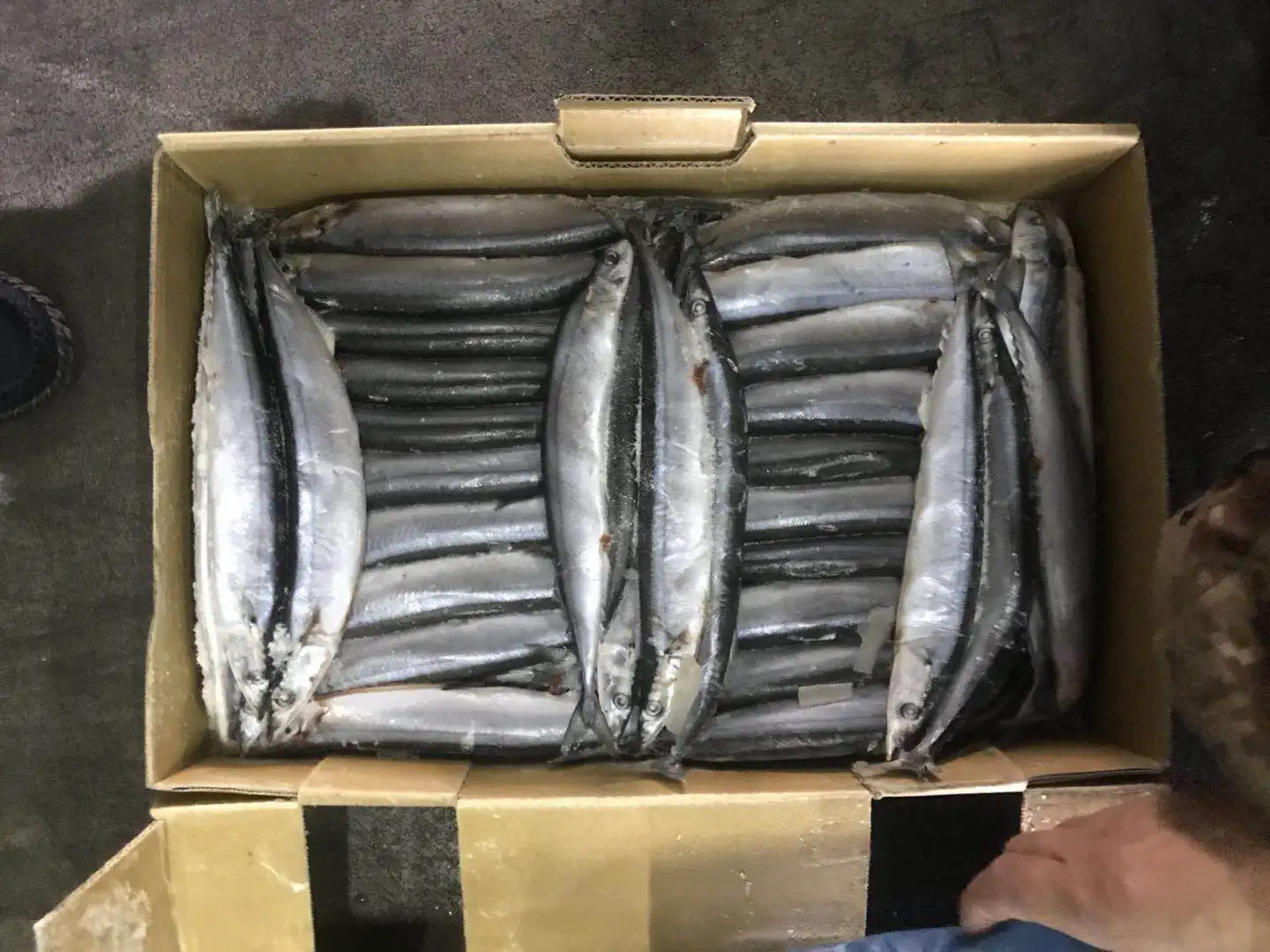 
Wholesale Cheap Seafood Fish Frozen Pacific Saury 