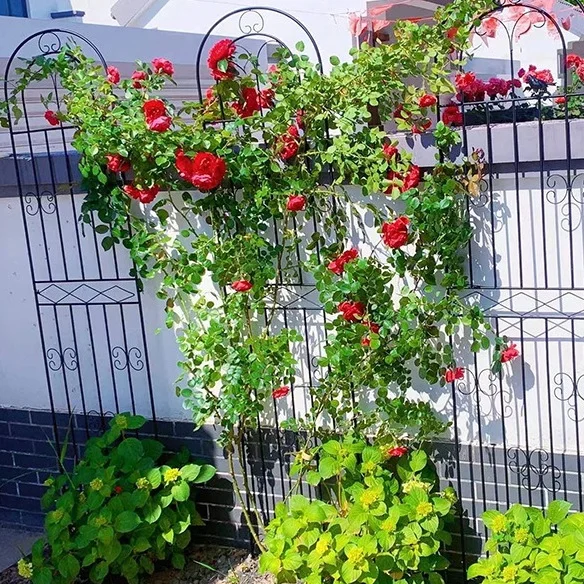 Metal Iron Trellis for Climbing Vine Plants Support and Flowers Rose Indoor Home Decor Outdoor Garden Pergola Palisade Backdrop