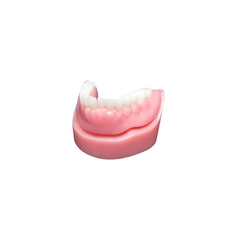 Resin Tooth Model Decoration Medical Teaching Dental Model Dental Oral Teaching Dental Cast Advertising Gifts
