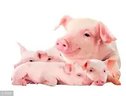 98% Feed Grade additives organic acid Calcium Formate in pig feed application to prevent piglets diarrhea