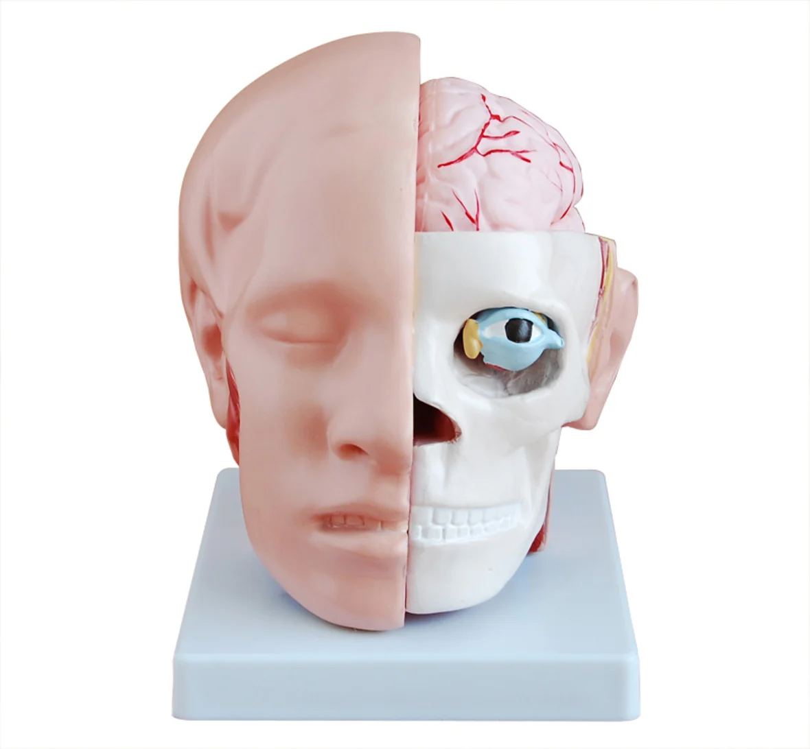 Life Size PVC Plastic Medical Teaching Human Head Anatomy Anatomical Brain Model For Hospital Nursing Training