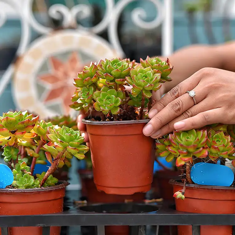 100 120 130 140 150 160 180 mm Plant Container Nursery Flower Pots for Landscape greening