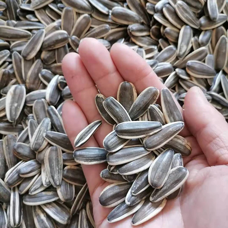 
Flavor spot cheap price sunflower seeds sunflower seeds with high quality for sale 