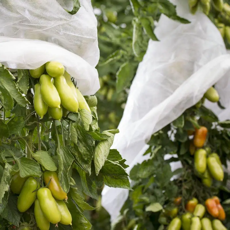 Factory Supply Anti-UV PP Spunbond Nonwoven Fruit Protection Bags For Banana Cover