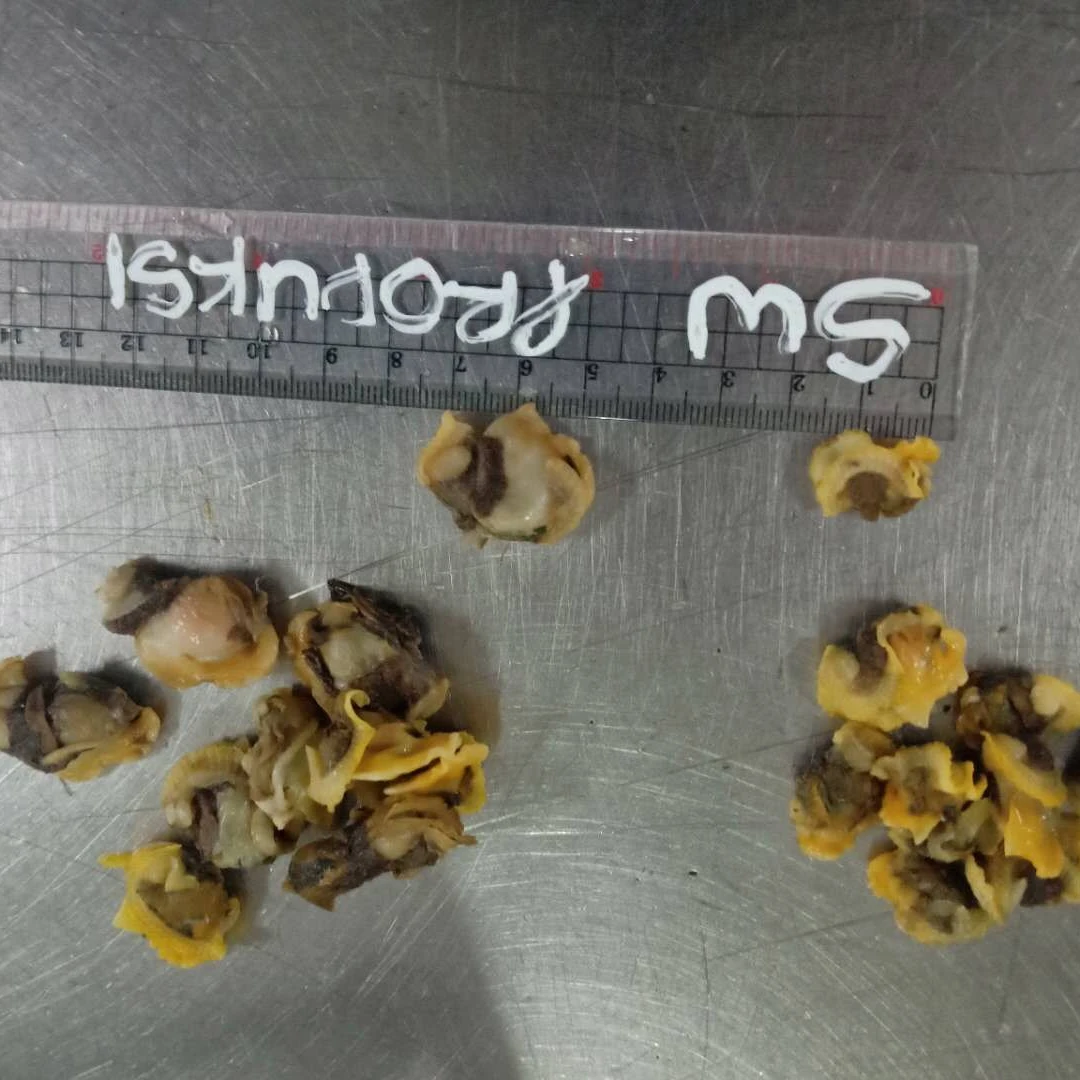 Frozen baby clam meats