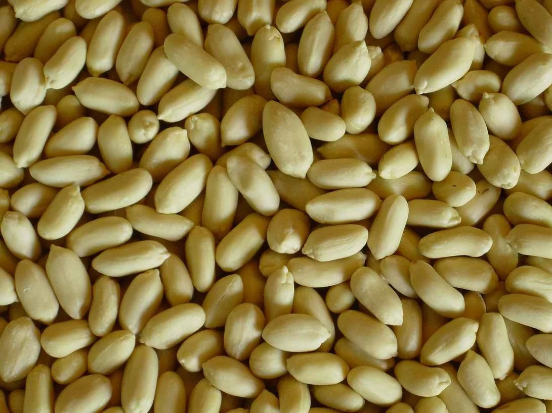 
Best quality Bold peanuts with reddish-brown skin with an oblong shape 
