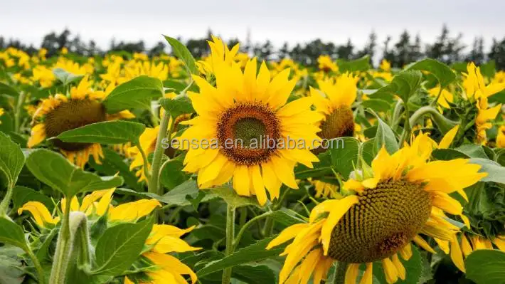 Cheap Natural Plant Oil Edible Carrier Cooking Sunflower for Sale