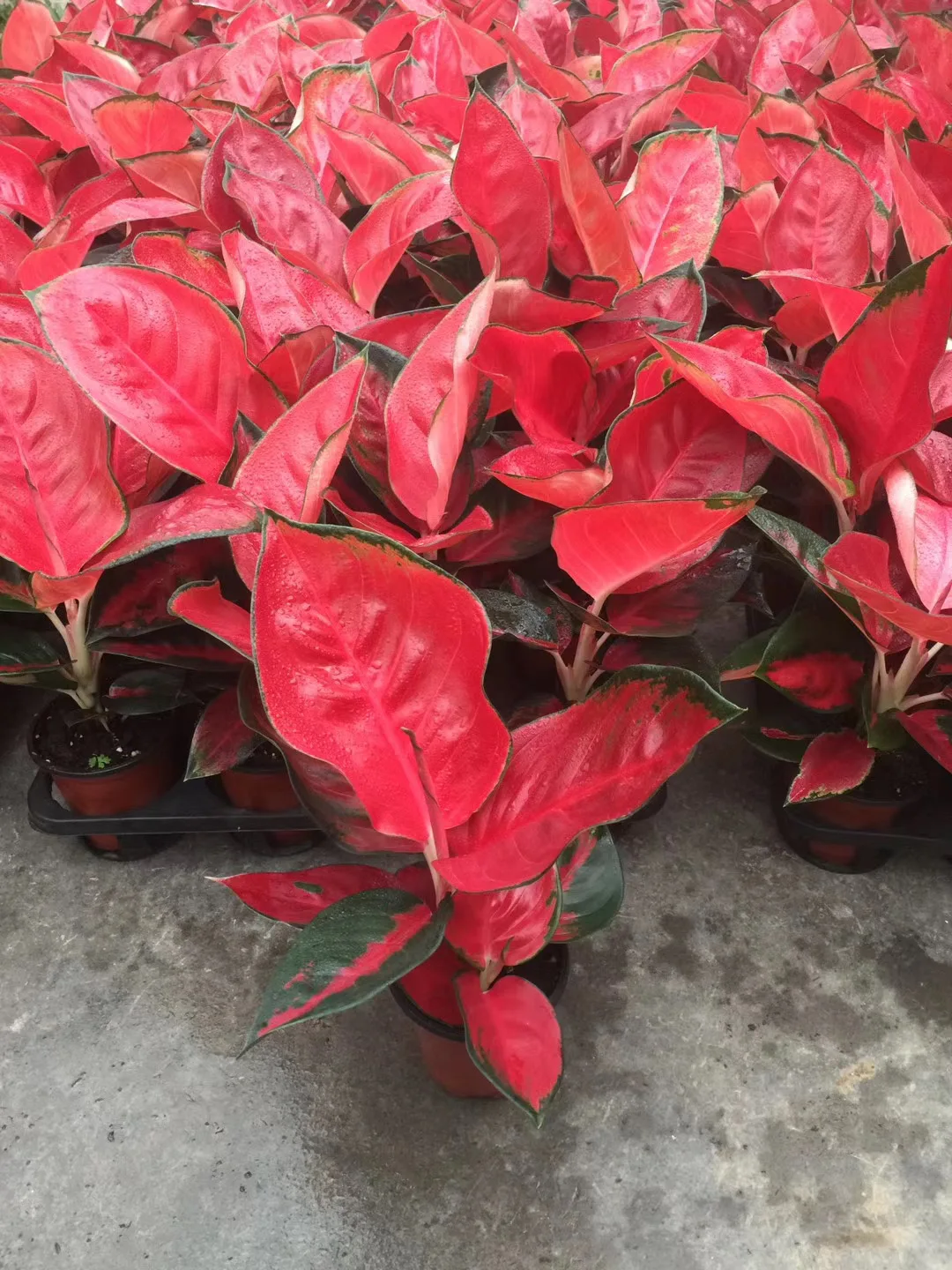  Живые растения Aglaonema Sukson