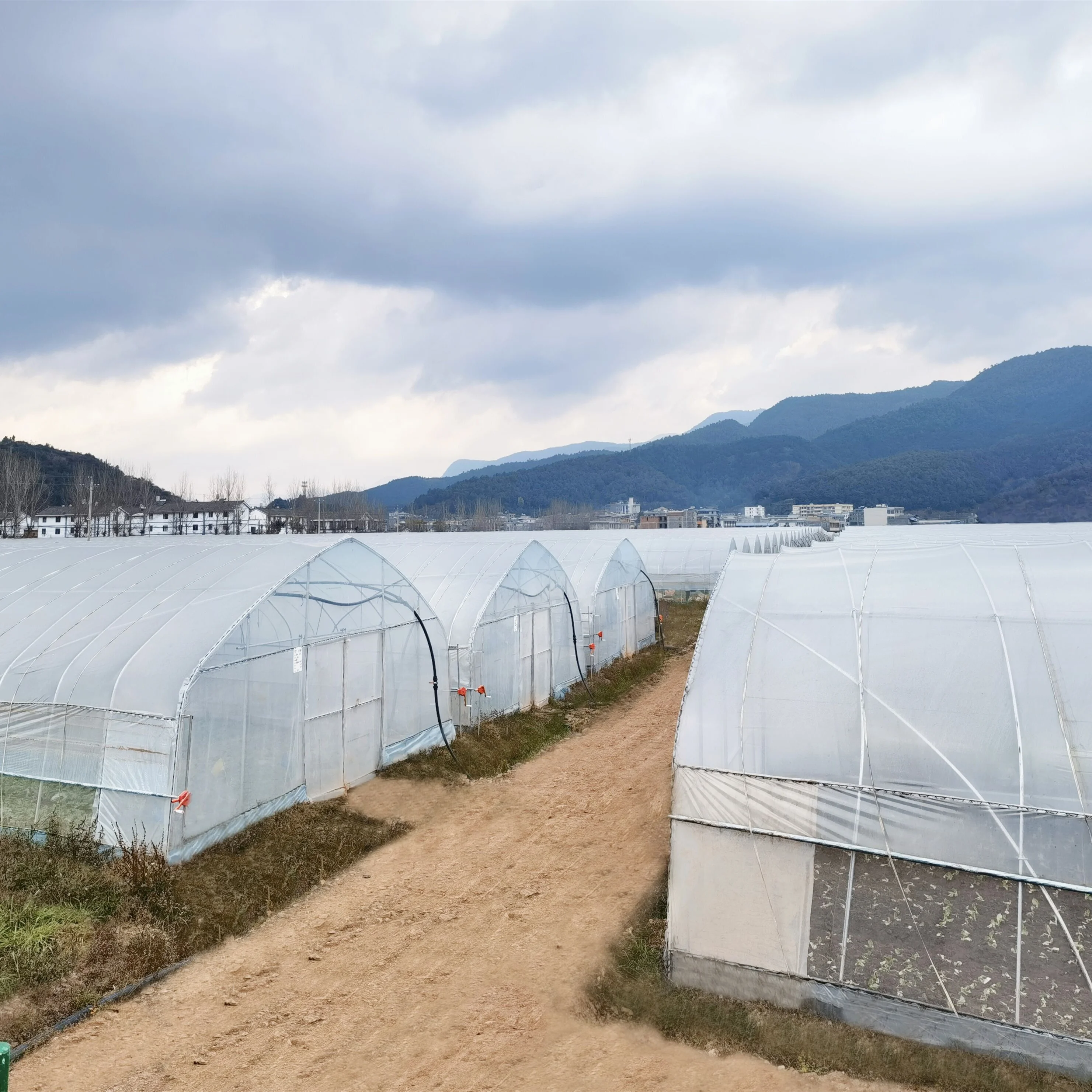 single tunnel tomato fruit flower green house 8x30 meter low tunnel serre agricole m greenhouse for sale