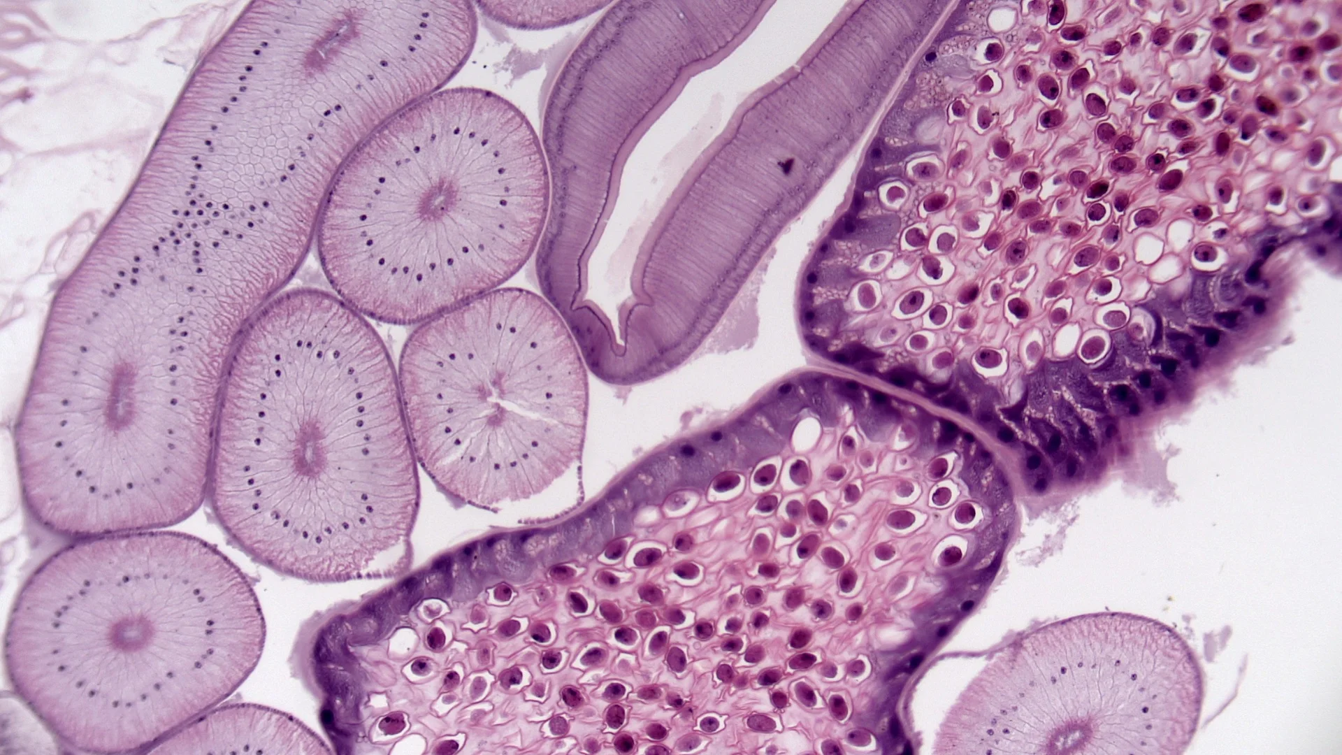 BestScope BS-2027B бинокулярный составной Микроскоп Студент стерео микроскоп