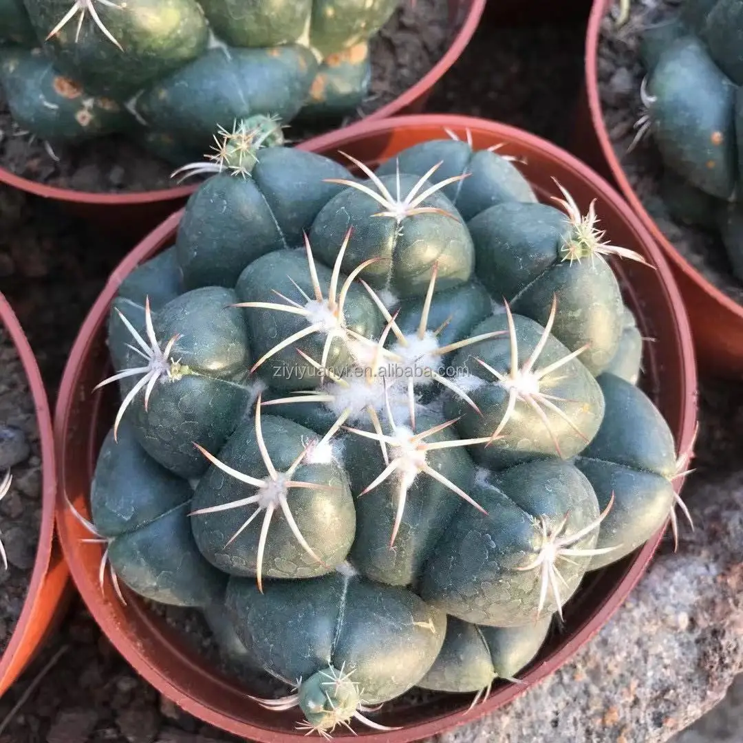 Top sale Cacti Succulent Plants woody plant Coryphantha andreae Real Cactus for garden ornament