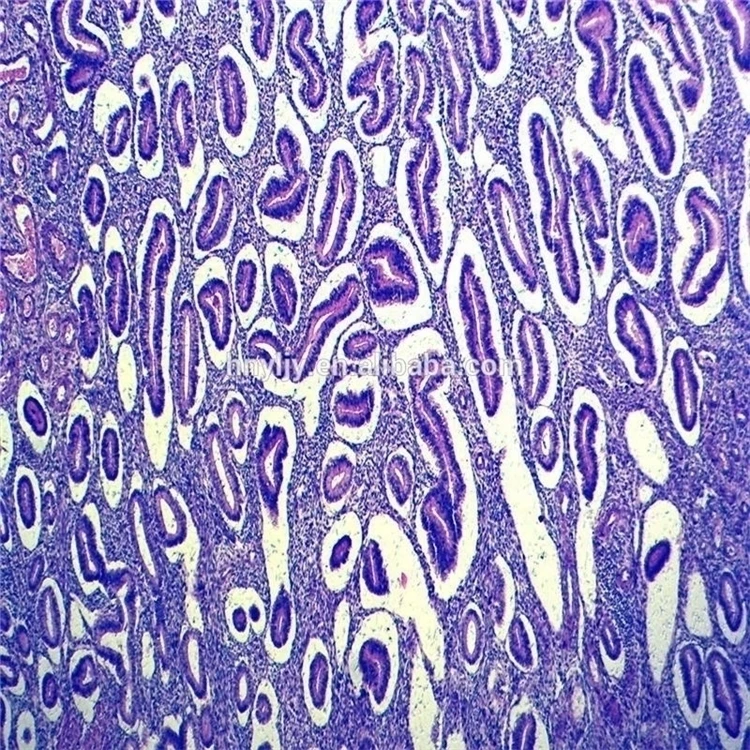 Factory Teaching resources biology Hot selling microbiology and histology mixed slide biological prepared slides for wholesales