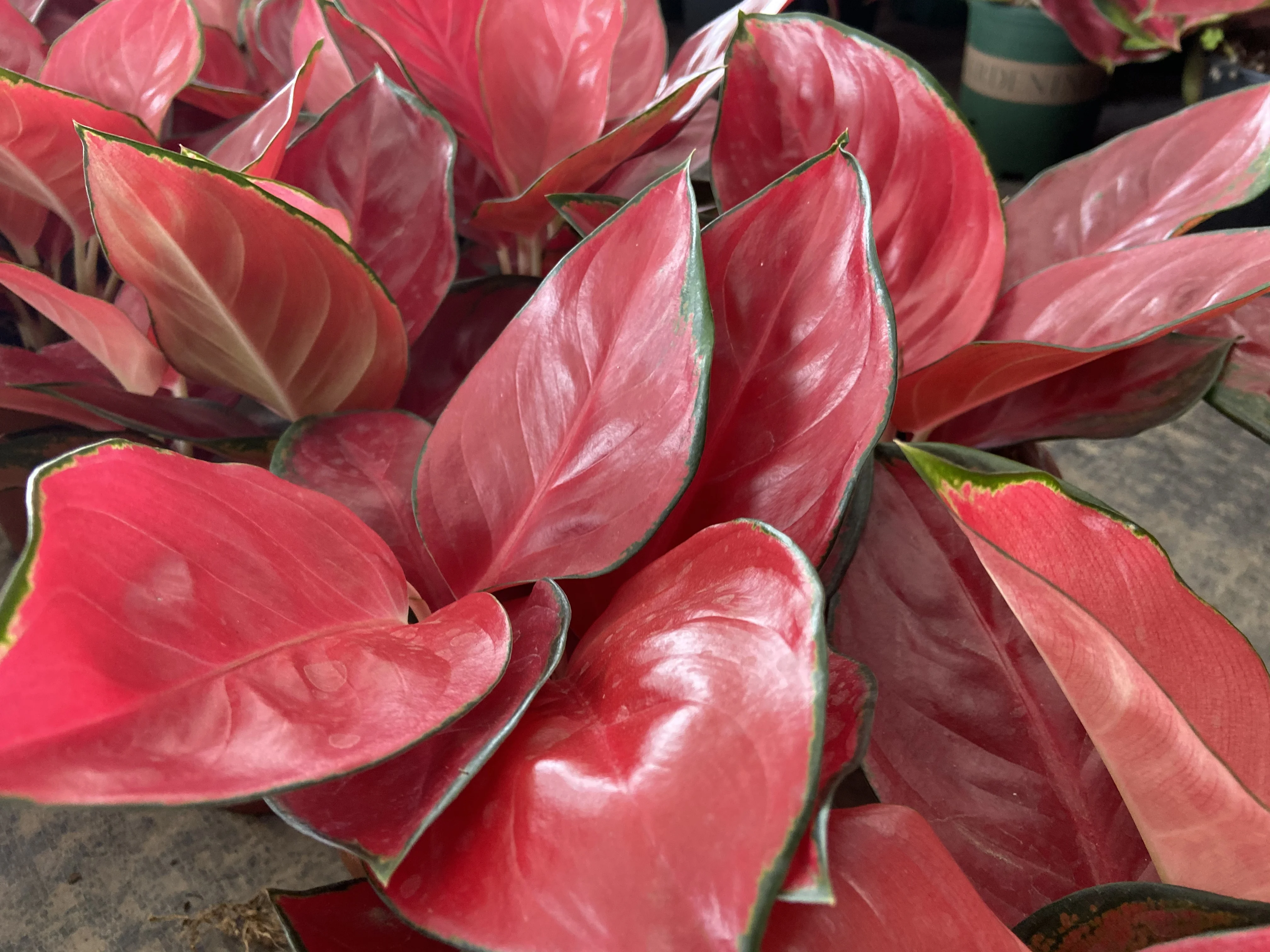 
Geely Red Aglaonema live plant direct from supplier 