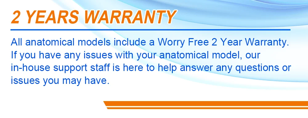 Medical Science WHOLE BODY ABDOMINAL PUNCTURE MODEL Used for Doctors and Nurses to Demonstrate Bone Marrow Puncture