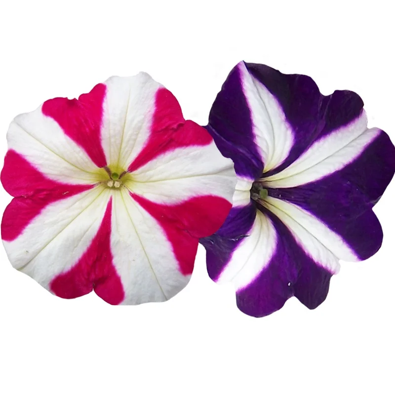 
2020 Factory Price Garden Flower Seed Petunia Hybrida Seed 
