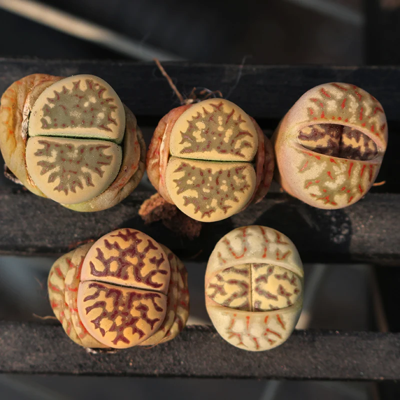 
biscuits Lithops wholesale cactus succulent plants living stones mini Lithops 