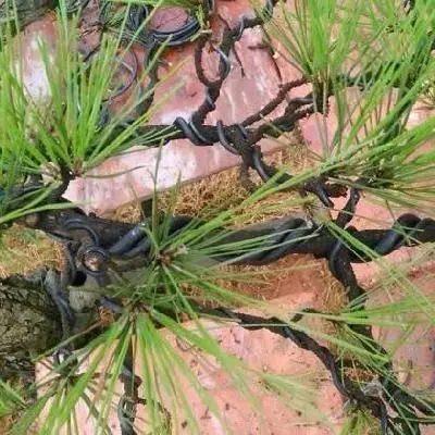 13 Year Factory Wholesale 0.6MM-8MM Environmental Protection Soft Bonsai Training Aluminum Wire For Care Bonsai Tree