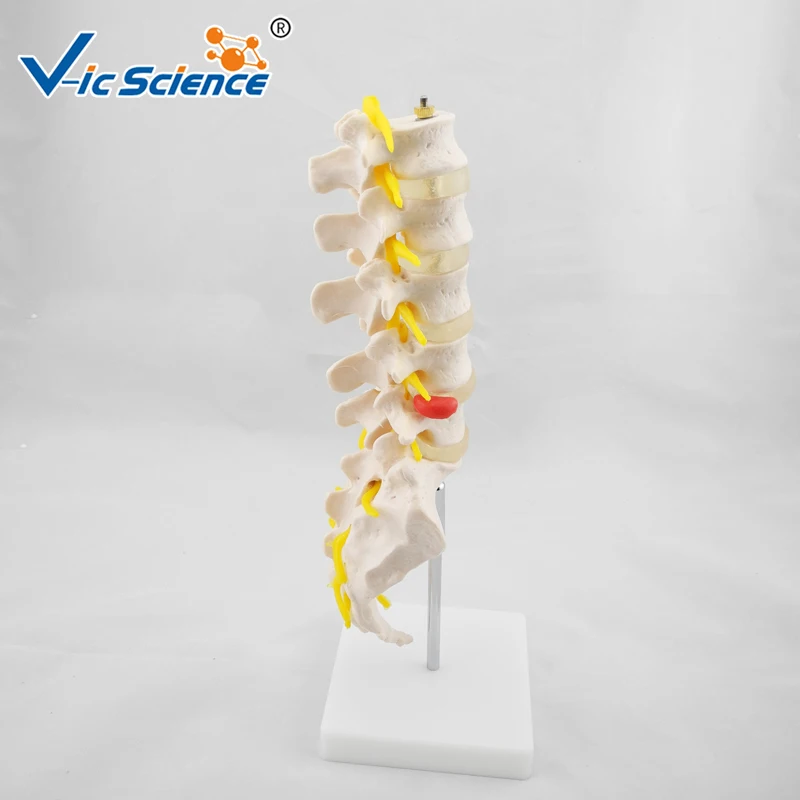 Life Size Lumbar Vertebrae Model with Sacrum Skeleton Model Anatomy Human Skeleton Model