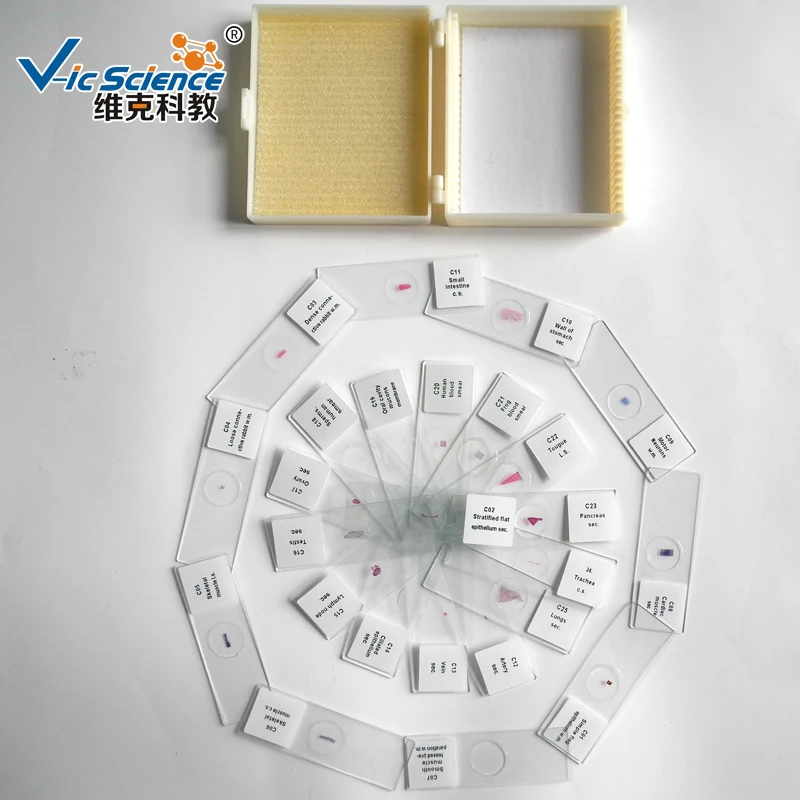 Animal Histology Microscope Slide Student Prepared Slides for Learning