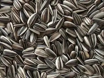Premium Quality BIRD SEEDS-STRIPPED SUNFLOWER SEEDS Manufacturers with Quality Assurance in Supply Worldwide