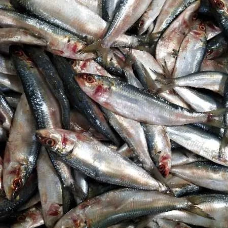 High Quality  Canned Sardine 125gX50 Tins Sardine Canned Fish in Vegetable Oil