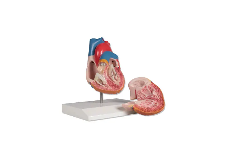 YA/C022 Heart model, life size, 2 parts