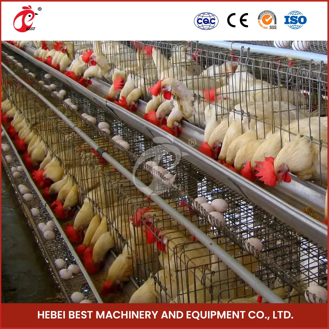 A Type Battery Layer Chicken Cages Automatic Egg Collector Chicken Cage Plans For Poultry Farm