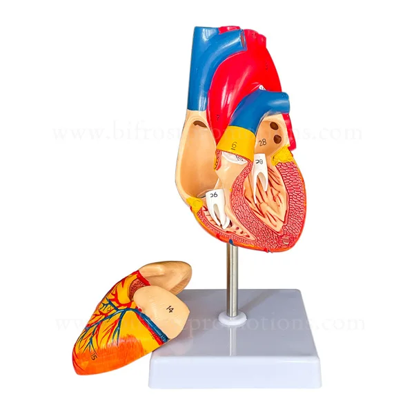 BP72030-Heart-Model-2w.jpg