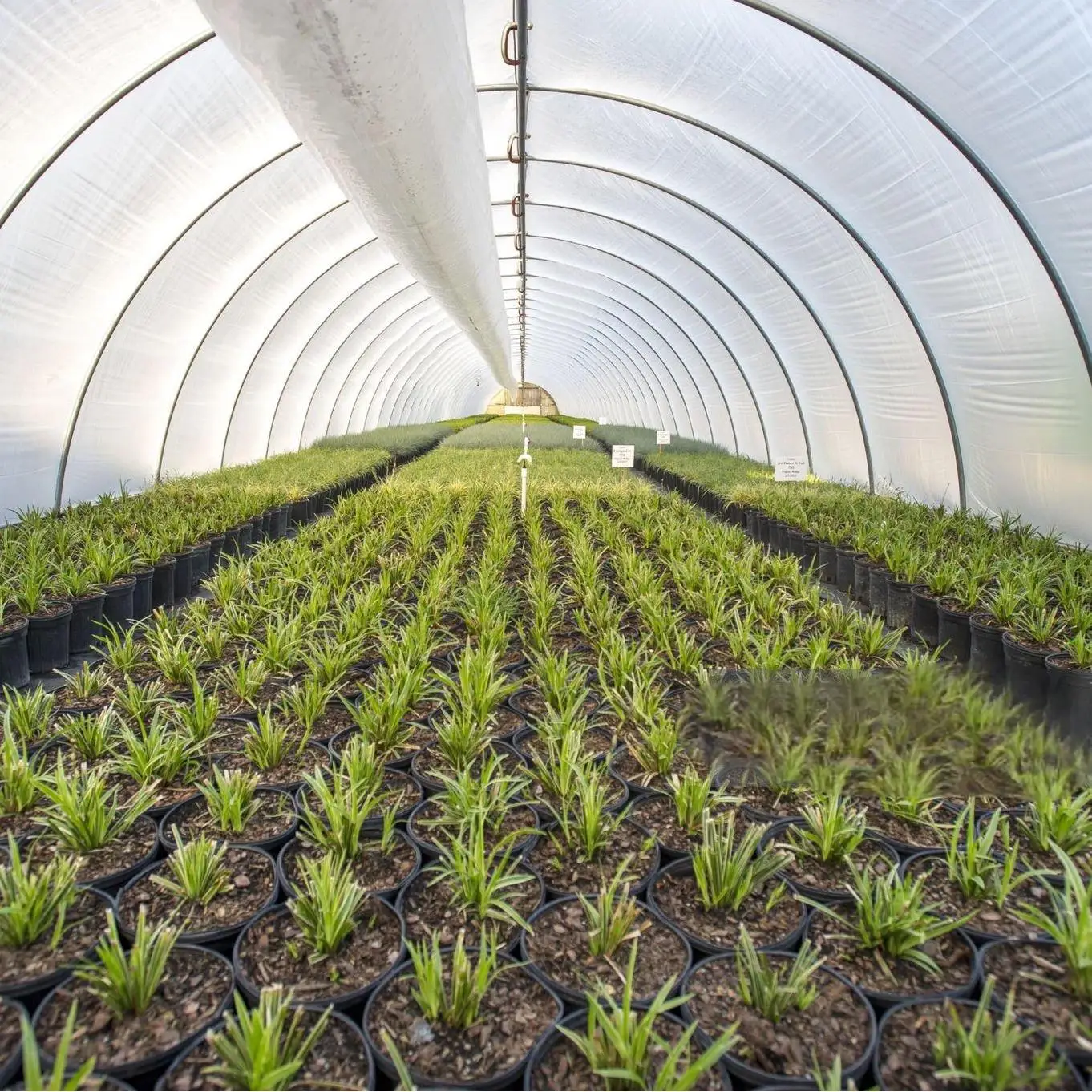 Дешевая Цена по прейскуранту завода 4 мил пластиковая пленка для теплицы огорода