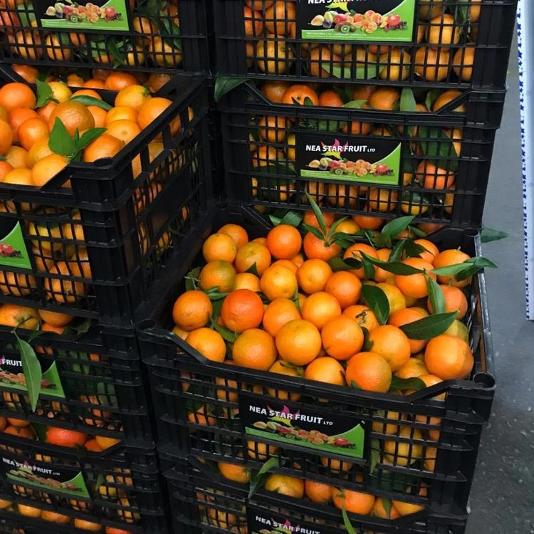 High quality fresh fruits greek citrus greek fruits fruits exports class one citrus spanish tangerine clementine