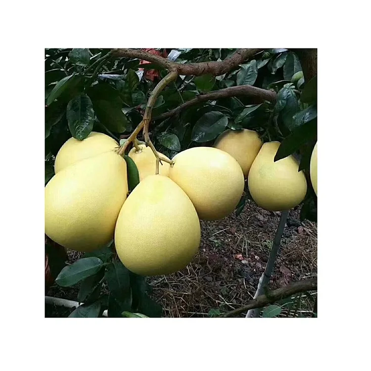 Fresh Fruit Pomelo