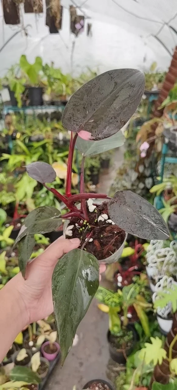  Редкие растения Philodendron розовая