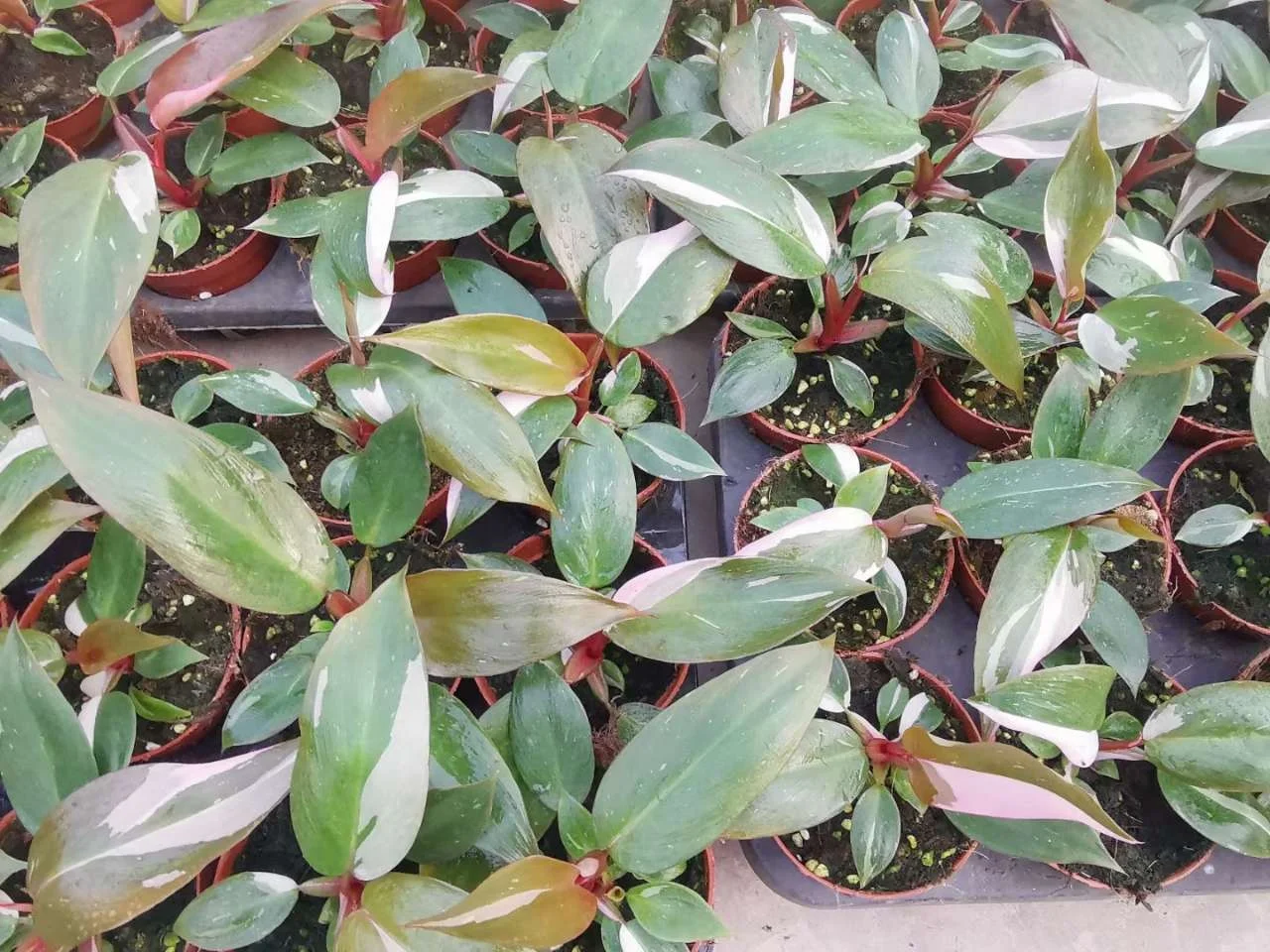
Philodendron Pink Princess 