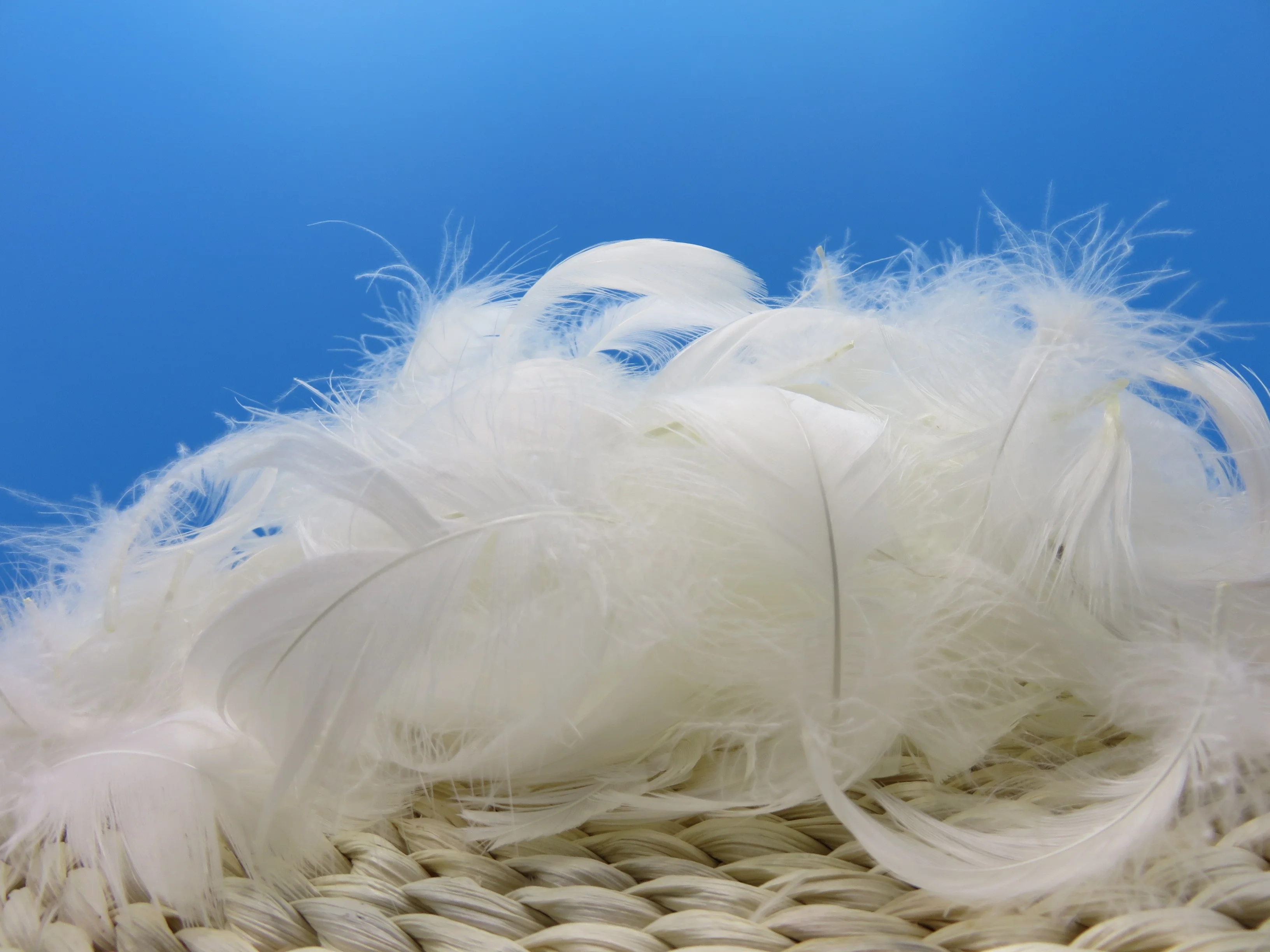 BOLONG High Quality 4-6cm White Goose Feathers Washed Pattern for Fly Tying & Garment Application