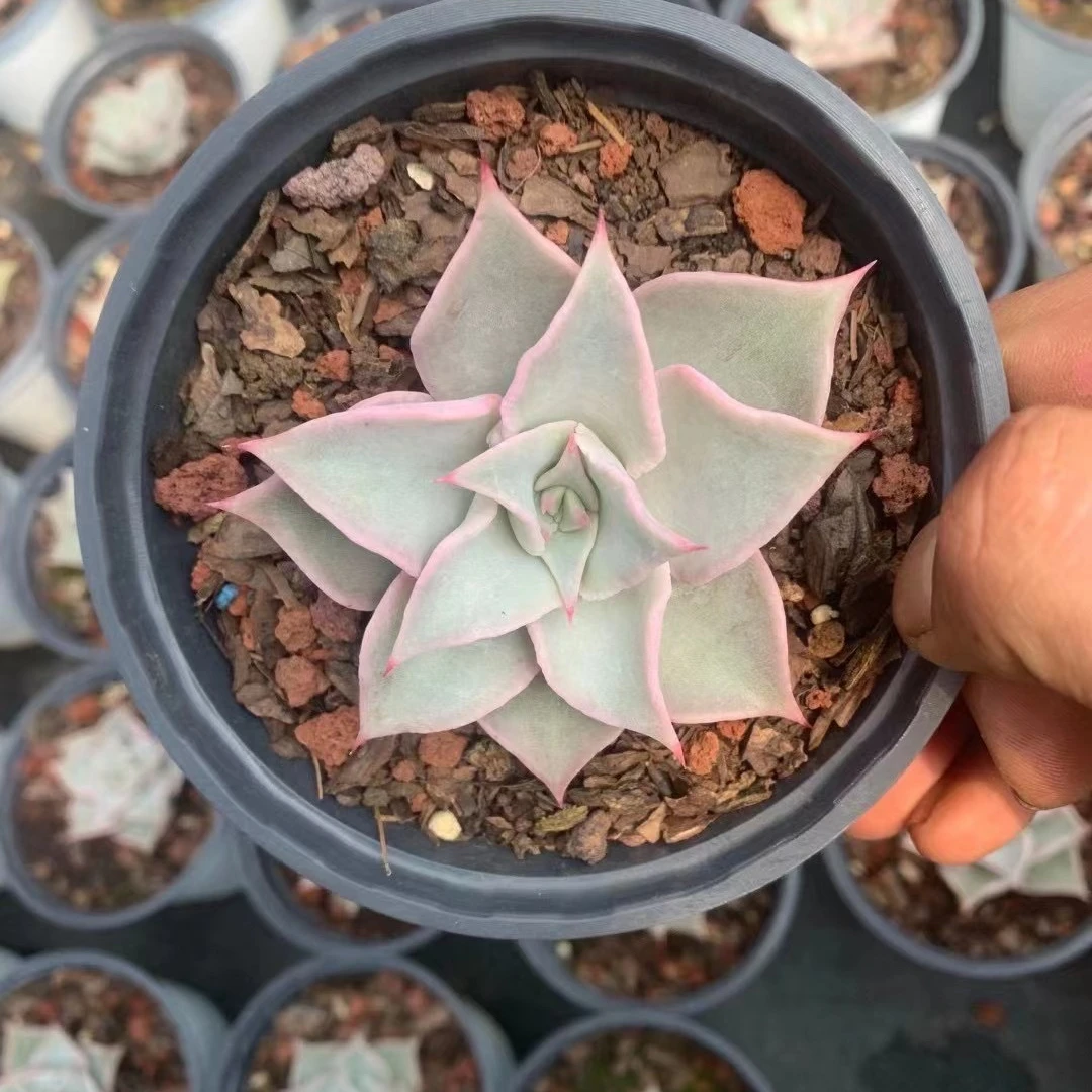 
Gardening flower shape mini succulent plants live succulent plants 