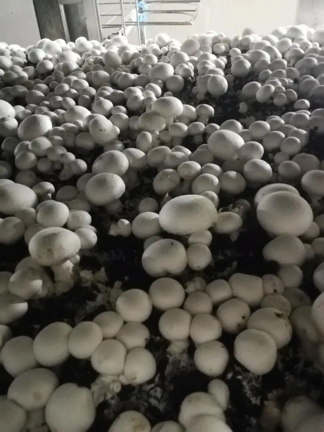 Органические грибы agaricus bisporus Button spawn